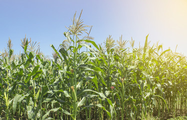 Corn field at sunset of the day