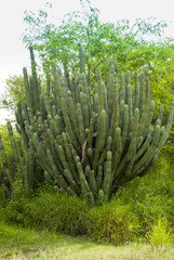 Cactus in arid lands of Guatemala in Central America, botanic.