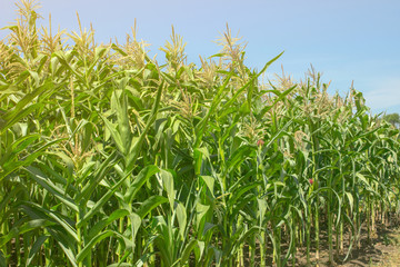  Young maize sings in the field during the day