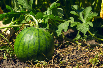 A small watermelon ripens under the sun in the field, close up