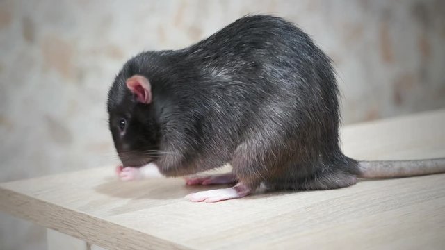 Animal gray rat washing close-up
