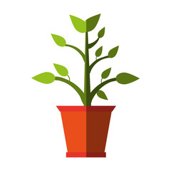 plant in pot icon image