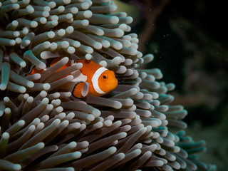 Naklejka na ściany i meble Clown anemone fish(Nemo) in anemone