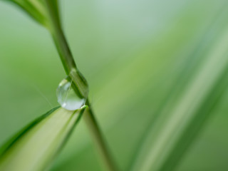 Fototapeta na wymiar waterdrop on small plant leaf