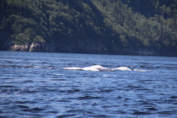 Fototapeta premium Canada