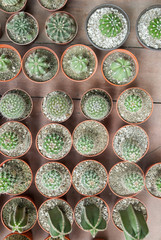 Group of cactus in small jaradin pots in Guatemala