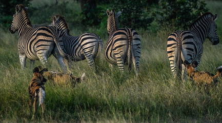 Fototapeta na wymiar Botswana Wildlife