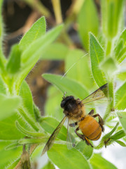 Fototapeta premium plant and bee