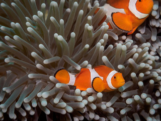 Clown anemone fish(Nemo) in anemone
