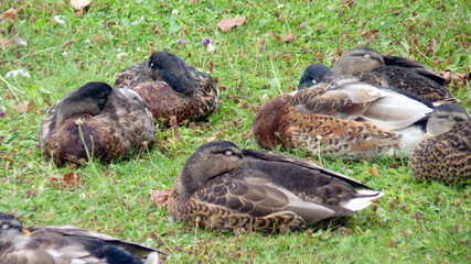 schlafende Enten am See