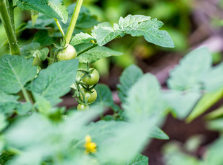 young green tomatoes on stalk