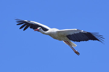 Fototapeta na wymiar White stork (Ciconia ciconia)