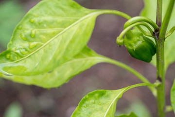 young green bell pepper