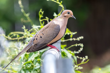 mourning dove on a metal fence