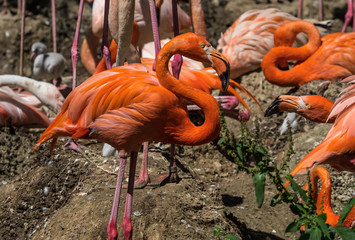 Kubaflamingo - Roter Flamingo - Phoenicopterus ruber