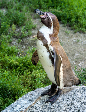 Humboldt Pinguin -  Spheniscus humboldti