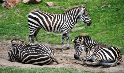 Naklejka premium Three zebras...or 
