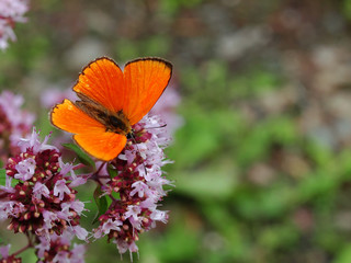 Obraz premium Dukatenfalter