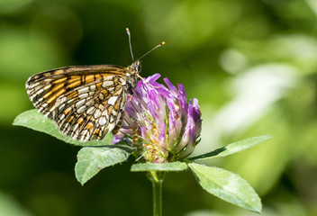 Melitaea Athalia 