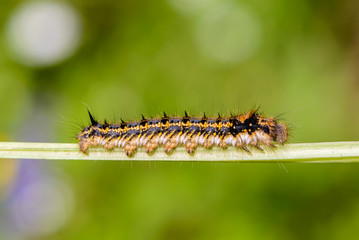 Hairy caterpillar of butterfly silkworm