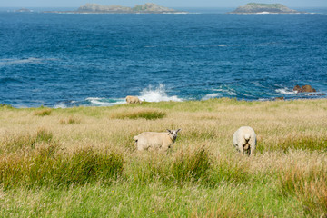 Landascapes of Ireland. Malin Head in Donegal. Sheep grazing