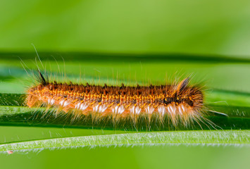 Hairy caterpillar of butterfly silkworm