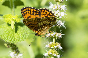 Melitaea Athalia