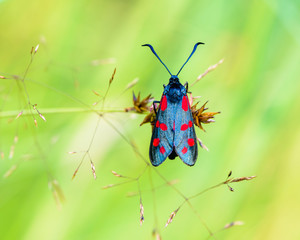 The bright spots on the wings warn