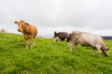 Landascapes of Ireland. Cows grazing near Cliffs of moher