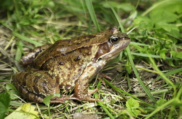 The common toad in the grass. Bufo bufo. 