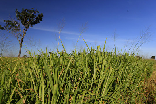 Fazenda de gado