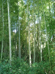 Fototapeta na wymiar Bambuswald