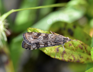 Nomophila Noctuella