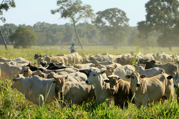 Fazenda de gado