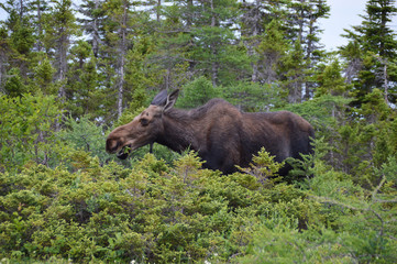 Moose