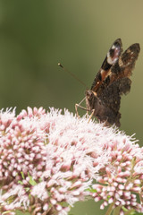Butterflies in the woods