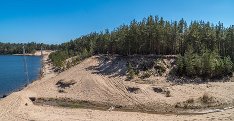 Pine forest on shore of lake