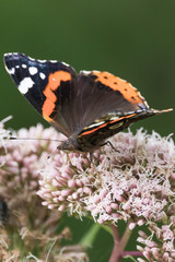Butterflies in the woods