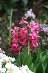 Fototapeta premium Tulpe
