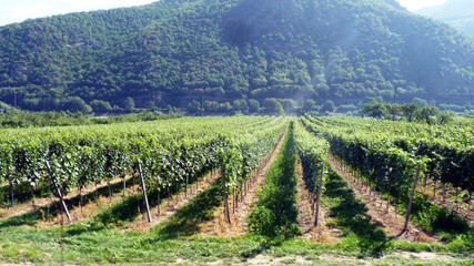 Fototapeta na wymiar wunderschöne Landschaft der Wachau zwischen Krems und Melk an der Donau mit ihren Weinhängen in Österreich