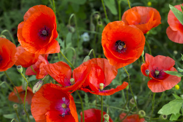Opium poppy papaver somniferum flower