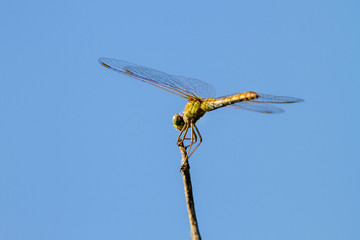 insect of a dragonfly sitting on a tree twig