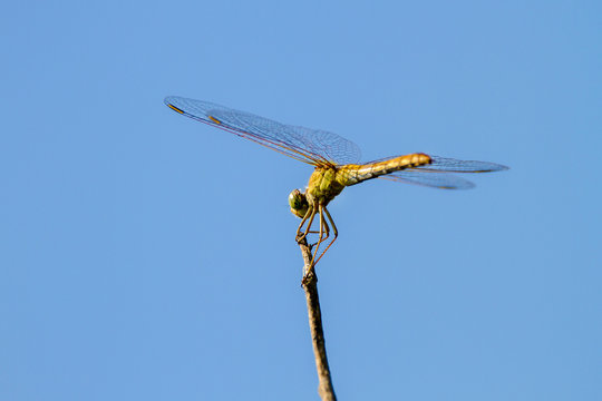 insect of a dragonfly sitting on a tree twig