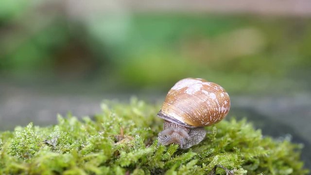 Snail over green lichens and moss