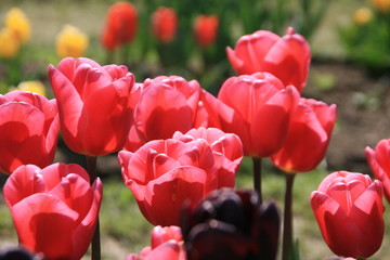 Rote Tulpe