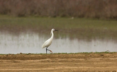 Little egret (Egretta garzetta) on the coast of lake, Kalmykia, Russia