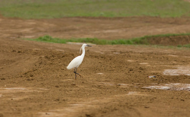 Little egret (Egretta garzetta) on the dirt road, Kalmykia, Russia