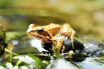 Small brown frog
