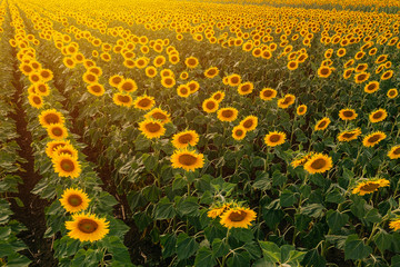 Naklejka premium Aerial view of sunflower field in summer sunset