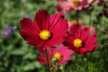 Obraz premium Schmuckkörbchen Blüten
